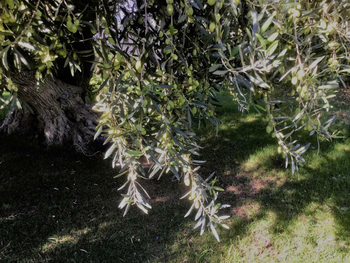 Il Dono Di Atena Cefalù